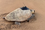 A turtle with a black satellite navigation device on its back, on the sand