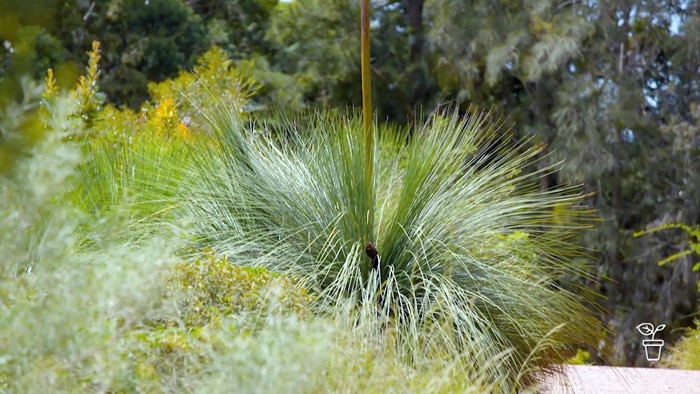 Large grass tree with tall flower spike in the centre