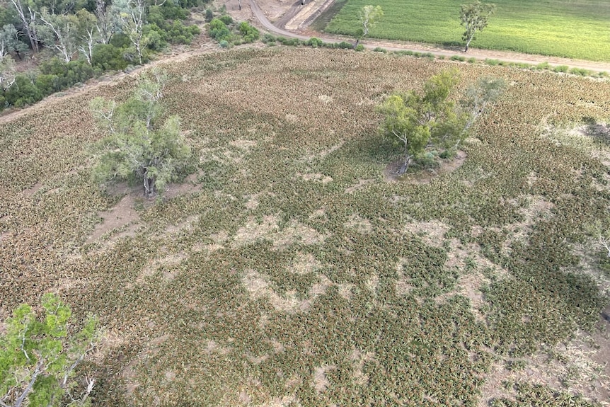 A paddock, as seen from above, that has been damaged by feral animals.