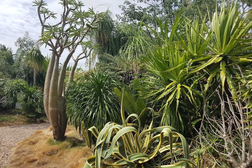 A collection of spiked and armoured plants on display in a Cairns garden.