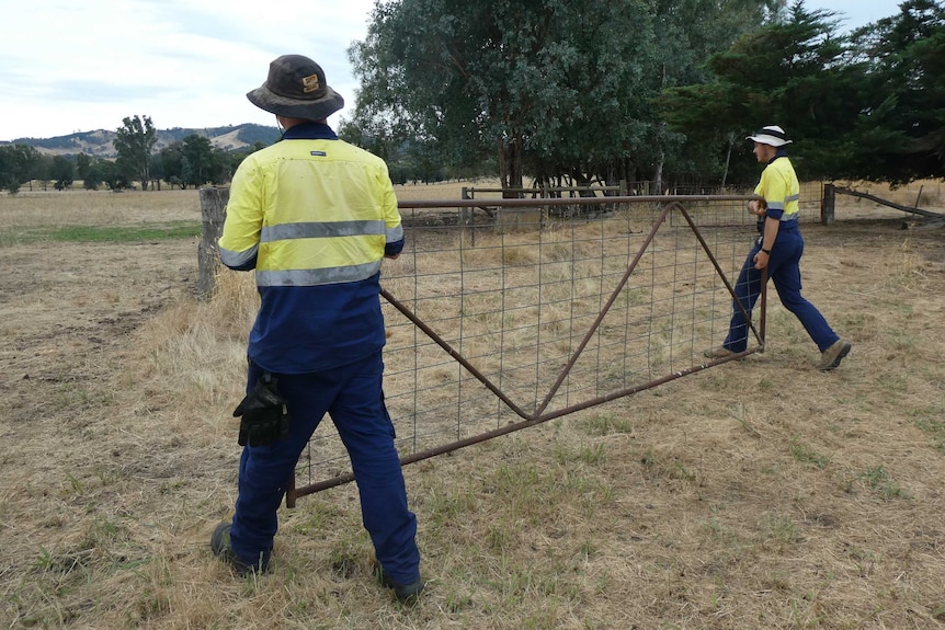 Two men carry a gate to a fenceline.