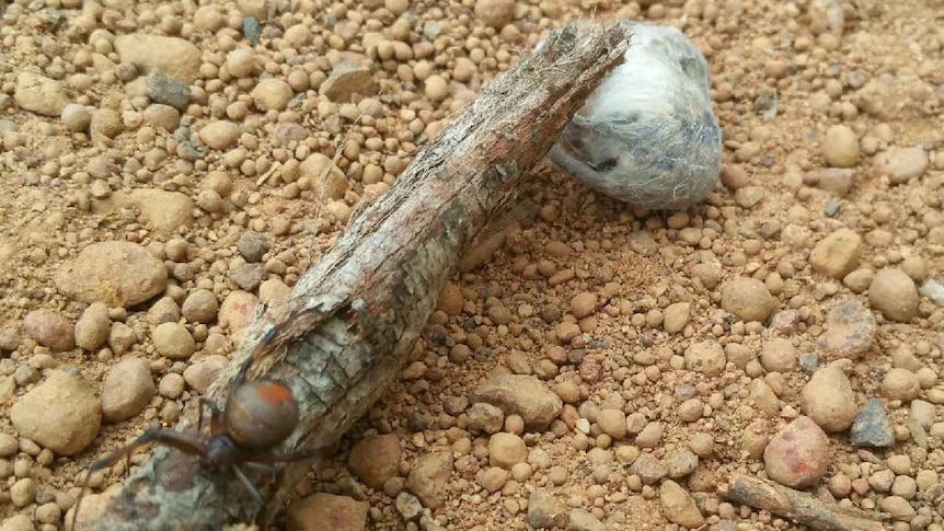 A redback spider sits on a stick with its prey, a mouse, snared in a web.