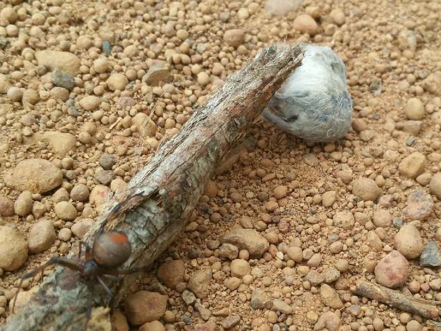 A redback spider sits on a stick with its prey, a mouse, snared in a web.