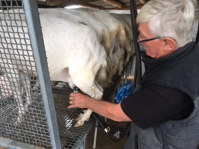 Back end of goat as it is being mechanically milked by farmer Brian Venten.