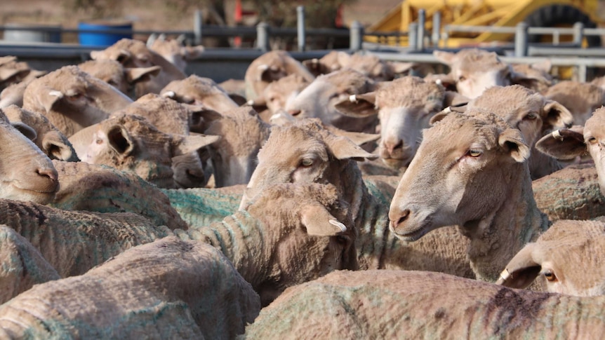 SA drought Paschke sheep