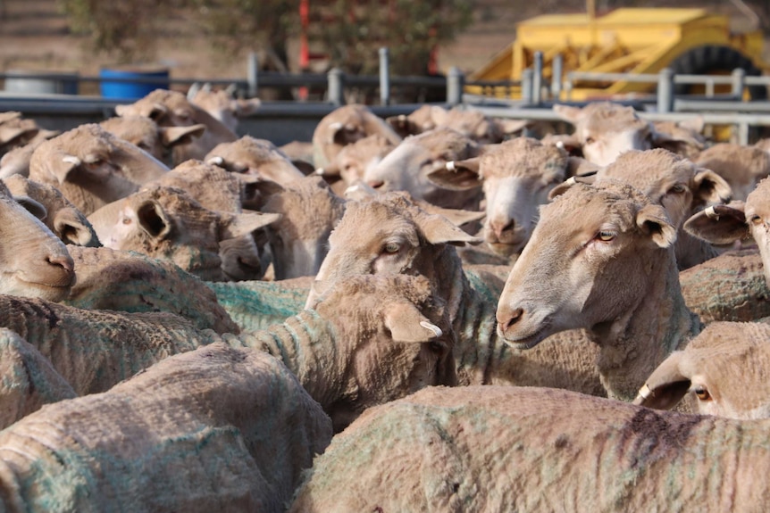 SA drought Paschke sheep