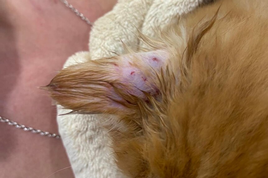 A ginger cat's ear that had been bitten by a snake.