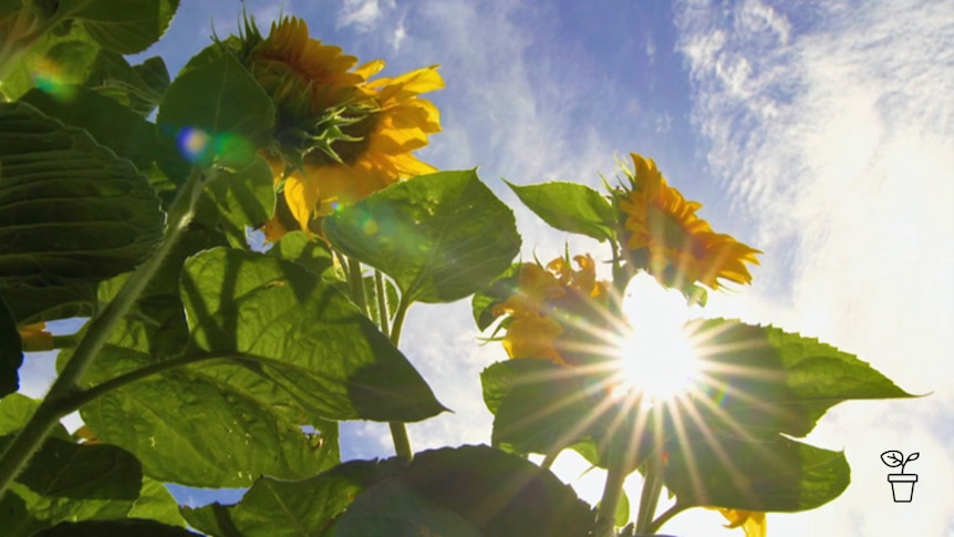 Looking upwards at sunflowers and bright blue sunny sky with white clouds