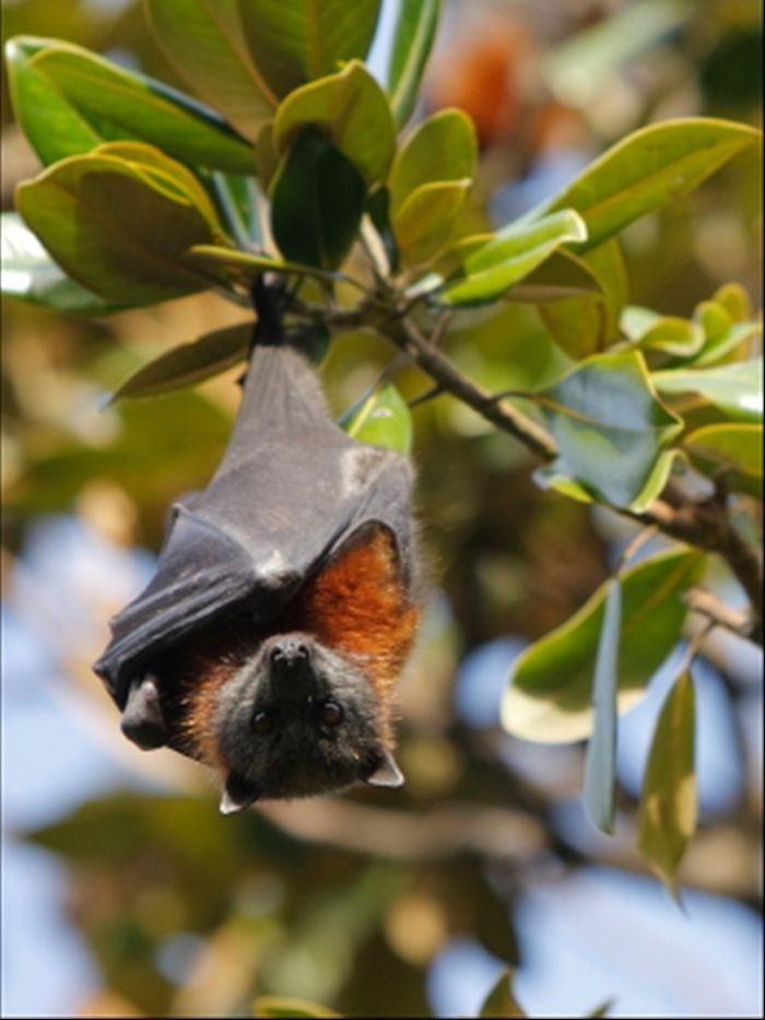 Queensland to allow culling of native bats - ABC listen