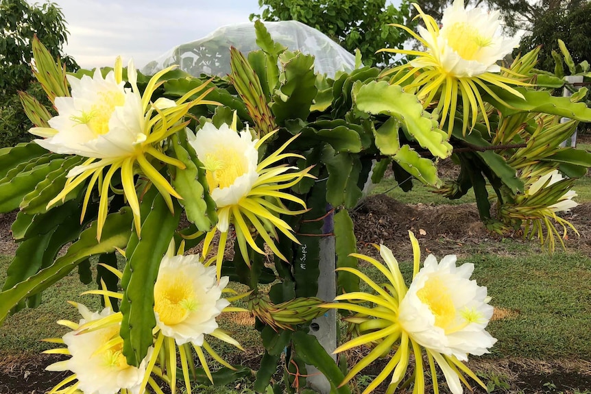 Giant white flowers with yellow centres growing on green cactus plants.