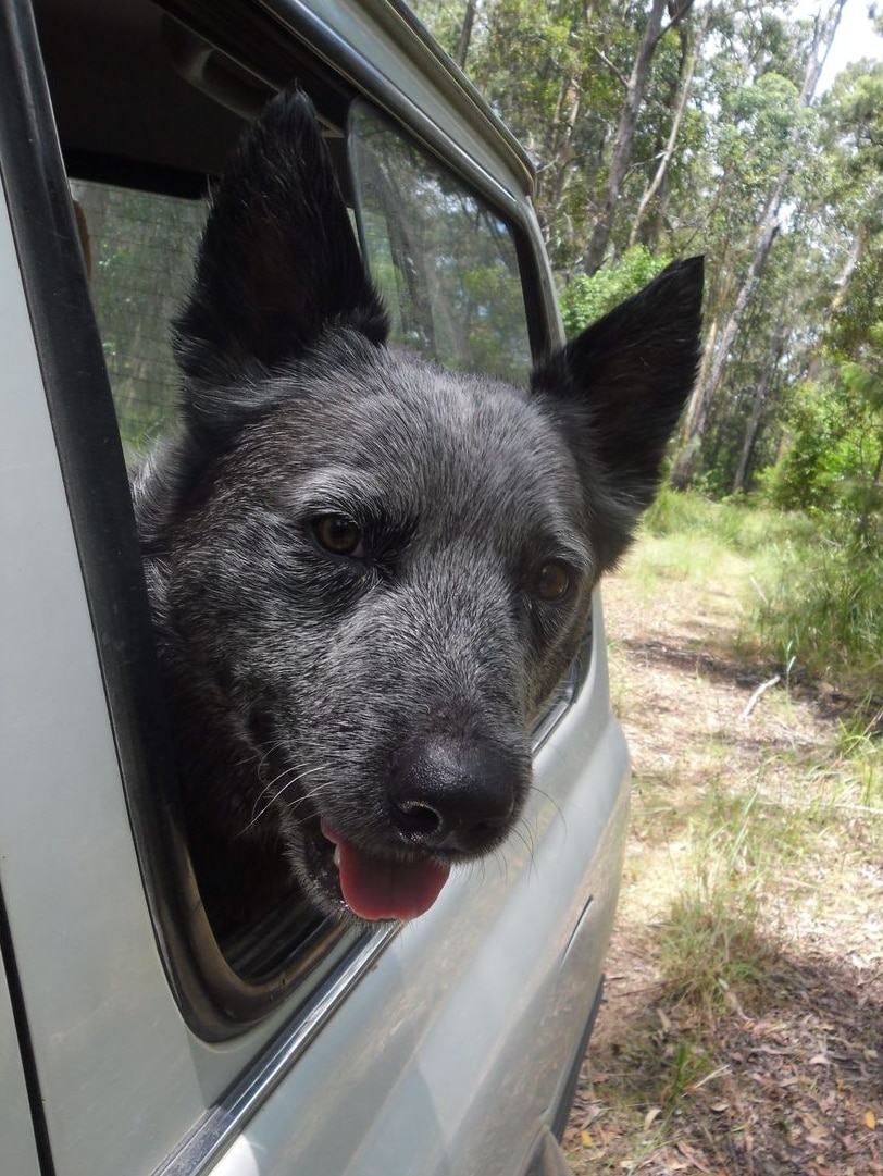 Bear the blue heeler looks out a car window