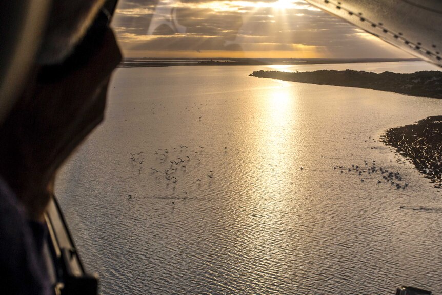 A mid-range aerial shot at dawn of pelicans flying across water, 2016.