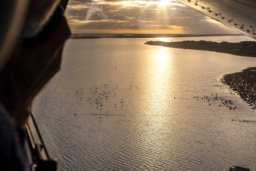 A mid-range aerial shot at dawn of pelicans flying across water, 2016.