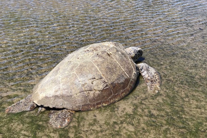 Yoda sunburnt, dehydrated and underweight lying in shallow water