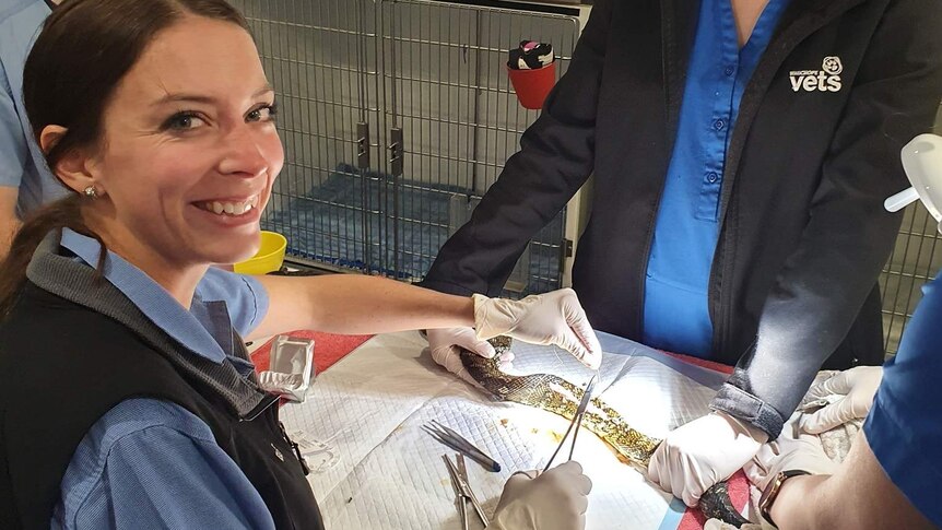 Wauchope vet Elise Cooper operates on a snake.