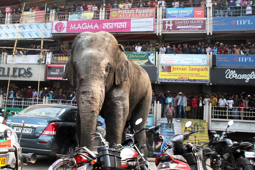 Indian bystanders watch as a wild elephant walks along a busy street in Siliguri.