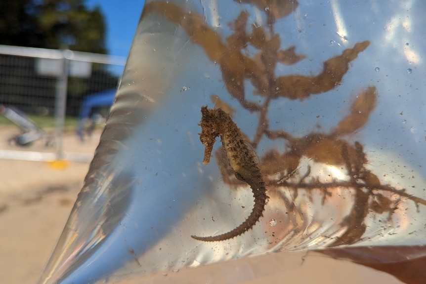 A seahorse in a plastic bag on a beach