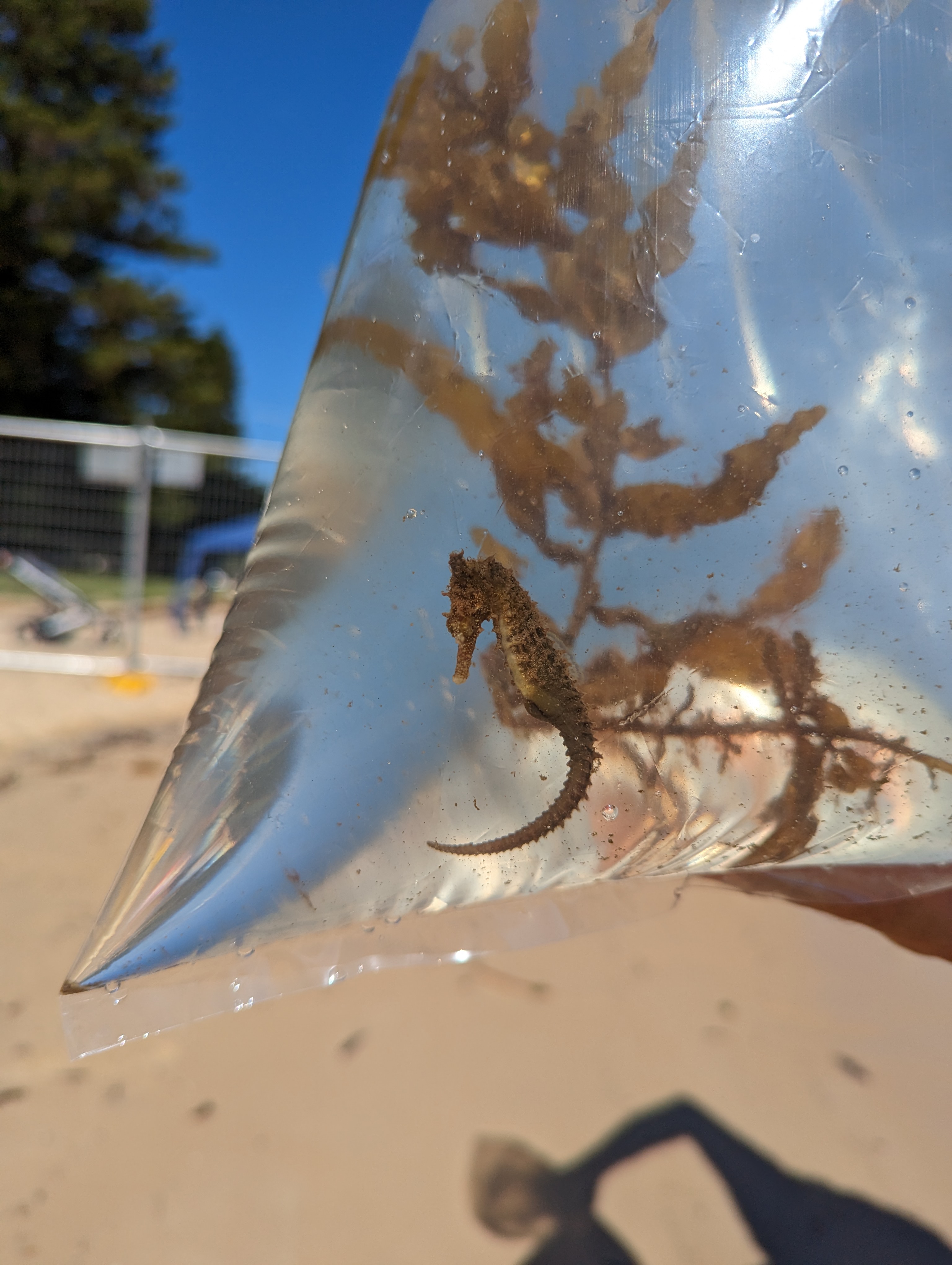 A seahorse in a plastic bag on a beach
