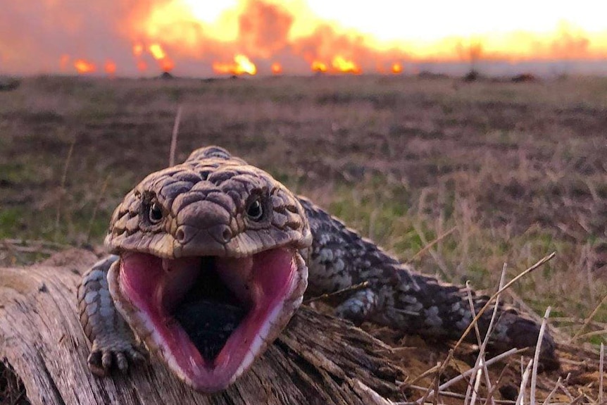 Blue tongue lizard with fire in the distant background.