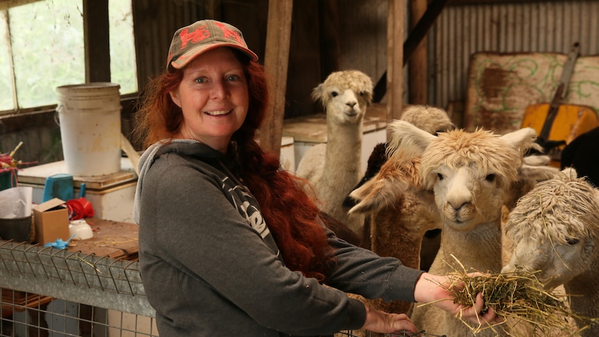 Anne Fuller, alpaca farm manager, feeds alpacas with hay in shed