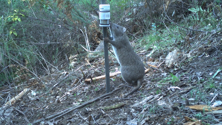 A small marsupial reaches up to a device staked into the ground in a forest.