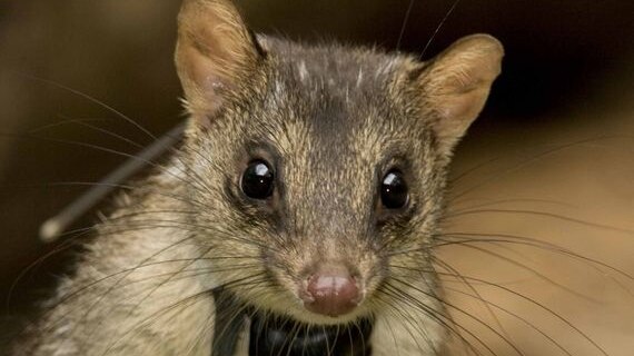 A northern quoll fitted with a radio collar.