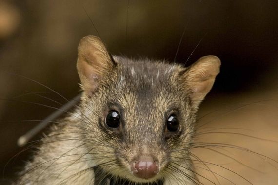 A northern quoll fitted with a radio collar.