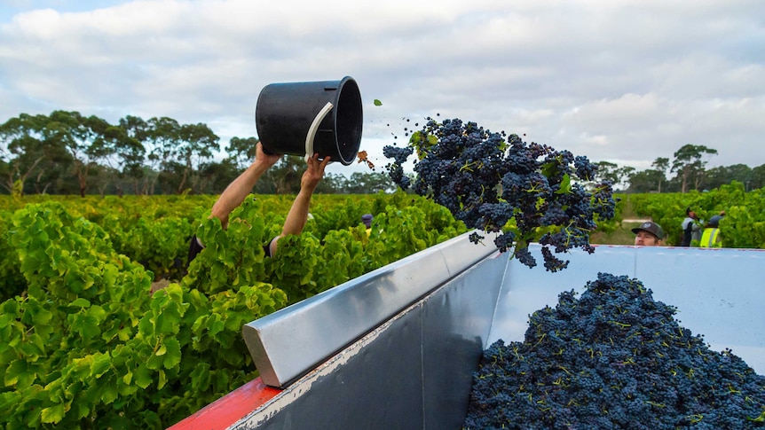 A bucket of grapes is thrown into a sorting tray.