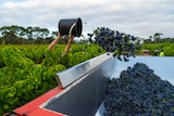 A bucket of grapes is thrown into a sorting tray.