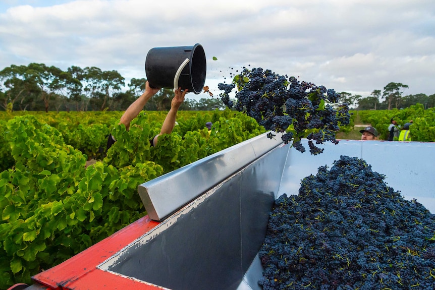 A bucket of grapes is thrown into a sorting tray.