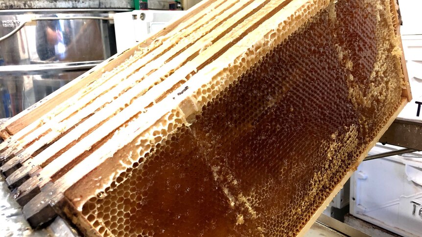 Several uncapped frames have had the thin layer of wax  removed from the comb to allow the honey to be spun from it.
