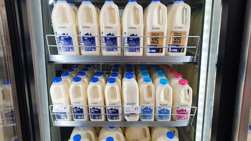 Supermarket shelf of discounted milk.