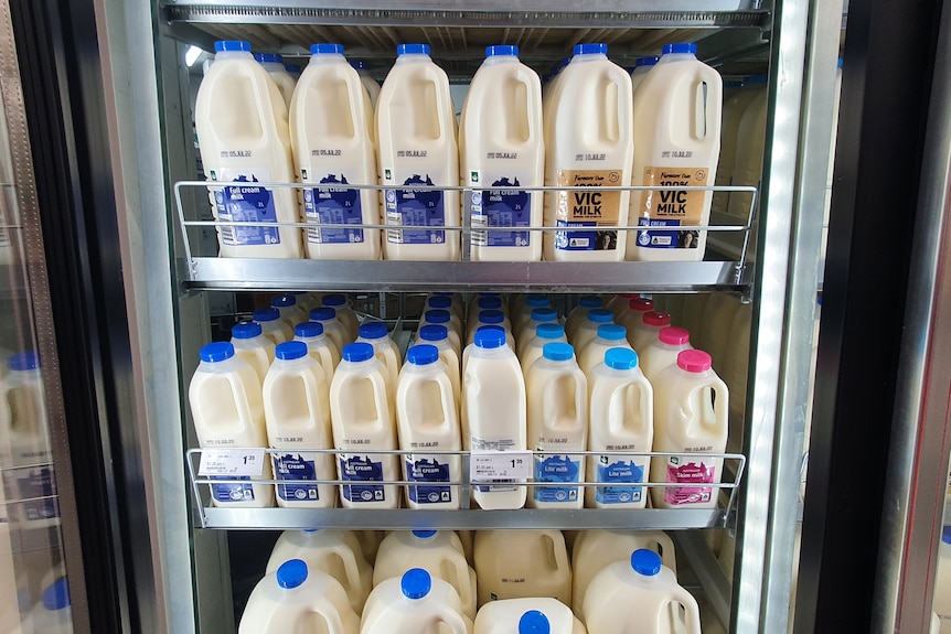 Supermarket shelf of discounted milk.