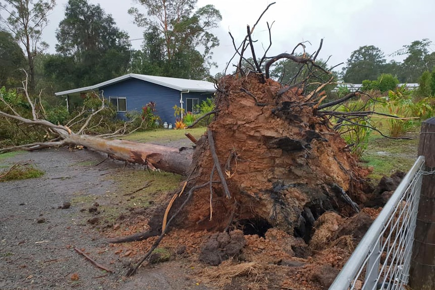 Storm damage and uprooted tree  at KM Nurseries at Gympie in south-east Queensland