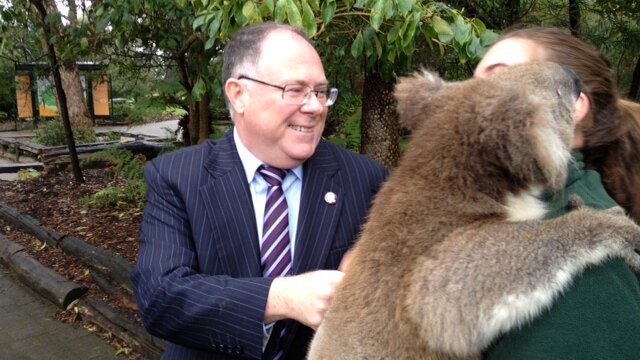 Some of the Cleland koalas from the Adelaide Hills are about to find a new home in Hong Kong.