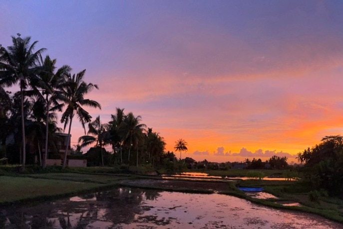 A purple and orange sunset in a tropical field surrounded by palms