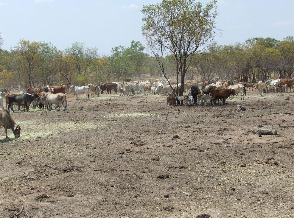 Minister to meet Gulf graziers on drought help - ABC News