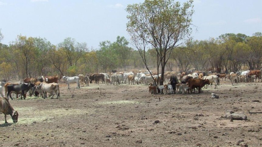 Cattle eat feed at fire-devastated Kutchera Station in the Etheridge Shire.