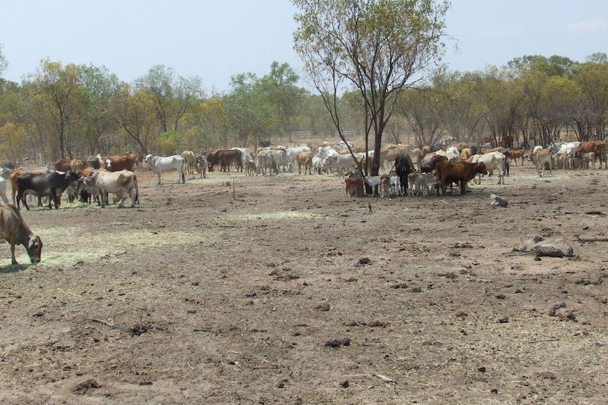 Cattle eat feed at fire-devastated Kutchera Station in the Etheridge Shire.