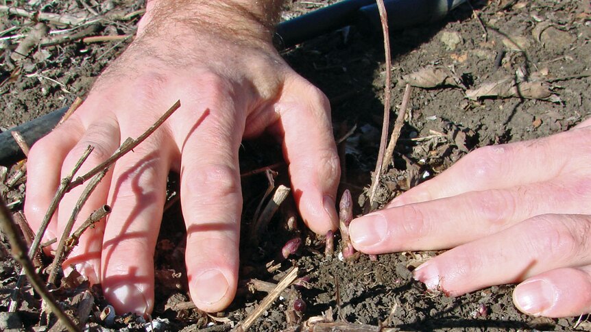 New shoots emerge after winter from the 250 hop plants at Will Tatchell's craft brewery in northern Tasmania.