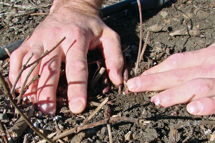 New shoots emerge after winter from the 250 hop plants at Will Tatchell's craft brewery in northern Tasmania.