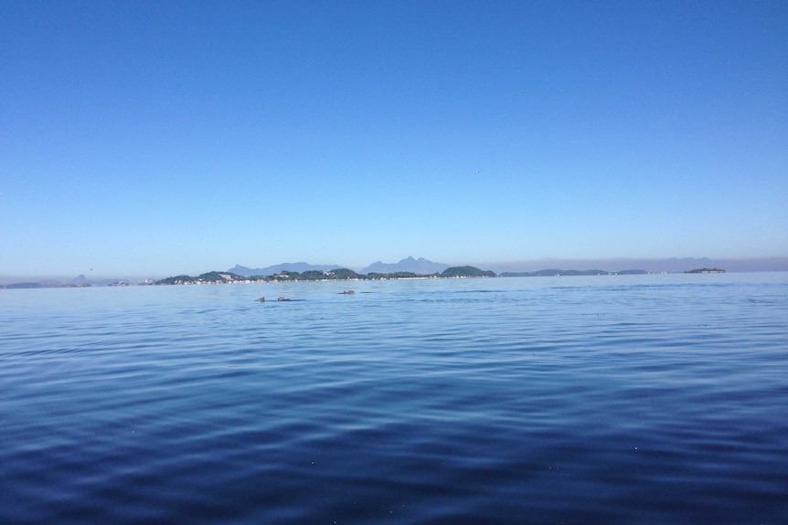 Grey dolphins swim in front of the Sugarloaf and Christ Mountains in Rio's Guanabara Bay.