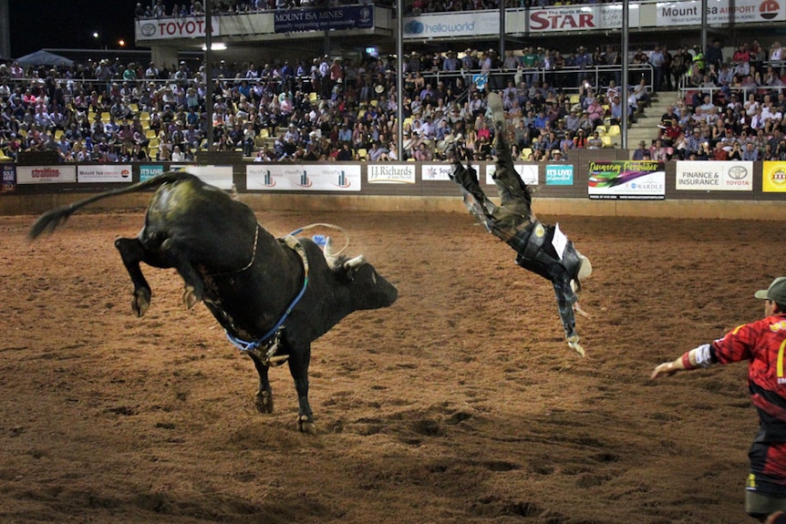 Crowd watches on as a man is thrown from a bucking bull