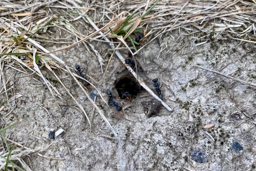 Sandy soil with a hole it and several black ants nearby.