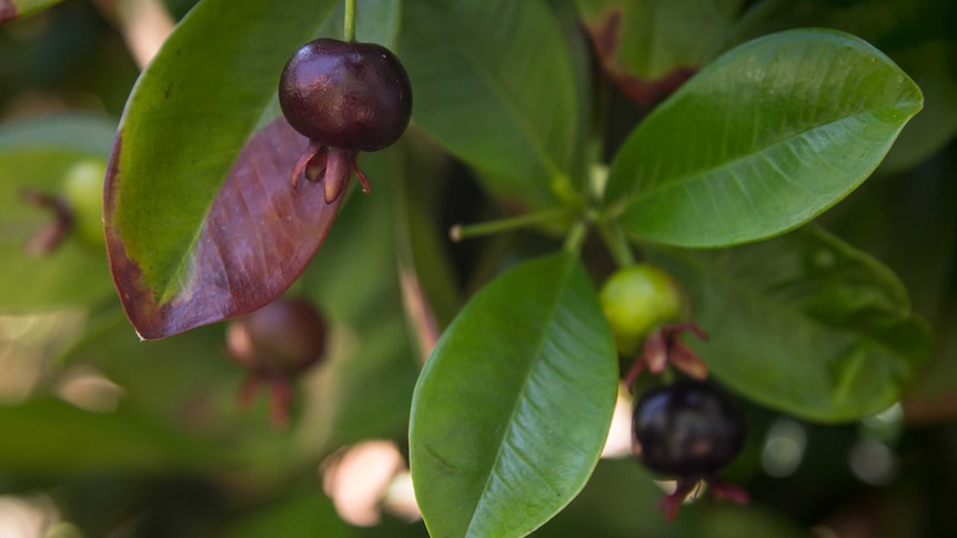 A Grumichama, sometimes called Brazilian cherry.