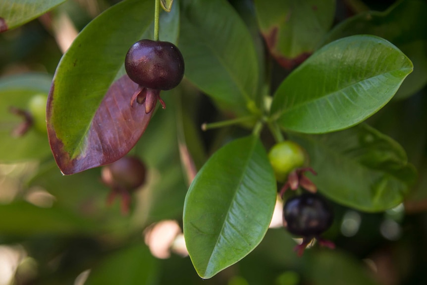 A Grumichama, sometimes called Brazilian cherry.