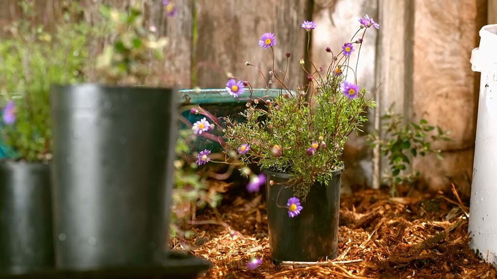 New Drinking Hole - Gardening Australia
