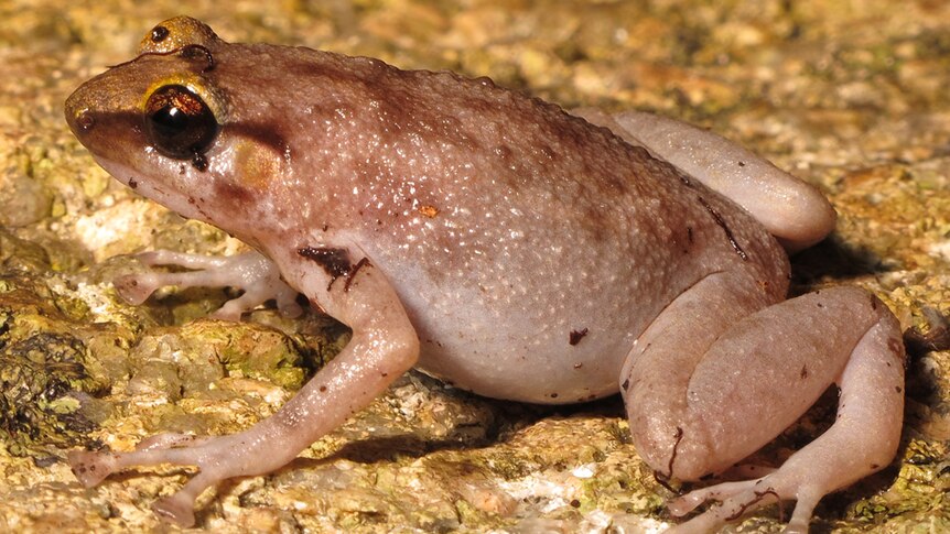A golden-capped boulder frog