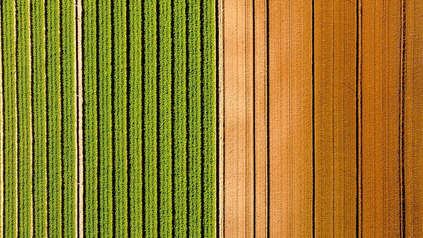 Contrast of green crop against brown dirt from above.