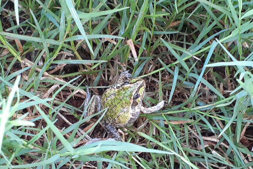 A small green and black frog in the grass